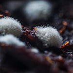 Белая плесень